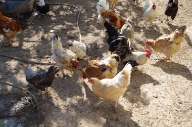 Geleneksel ücretsiz aralığı Tavukçuluk. Tavuk.