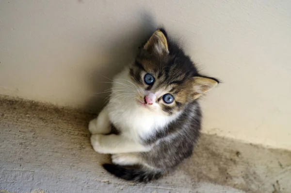 Lille kat stående ved en mur . - Stock-foto