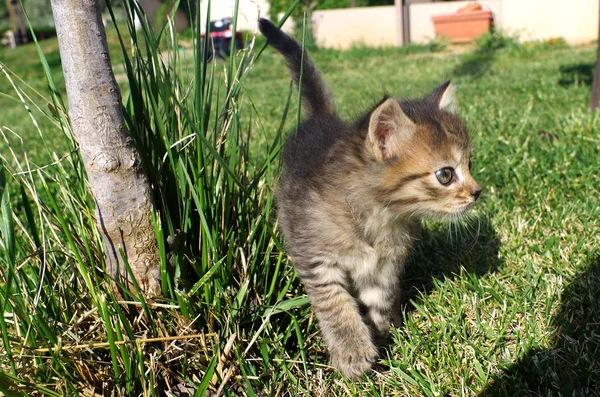 Pequeno gato na grama do jardim . — Fotografia de Stock