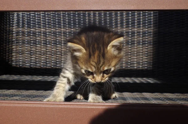 Lille kat stående på en bænk . - Stock-foto