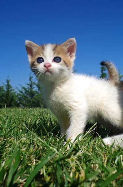 Lille kat på græsset i haven . - Stock-foto