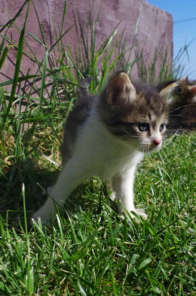 Lille kat på græsset i haven . - Stock-foto