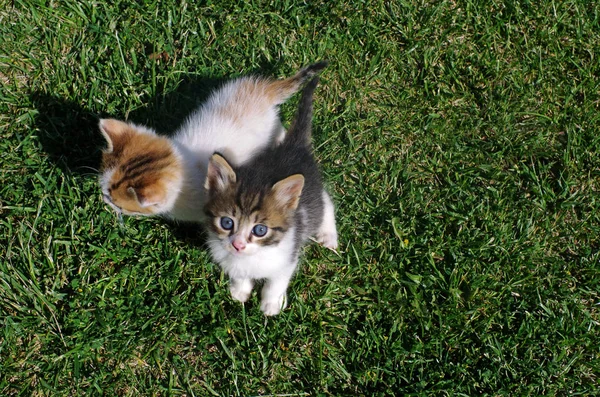 To små katte på græsset i haven . - Stock-foto
