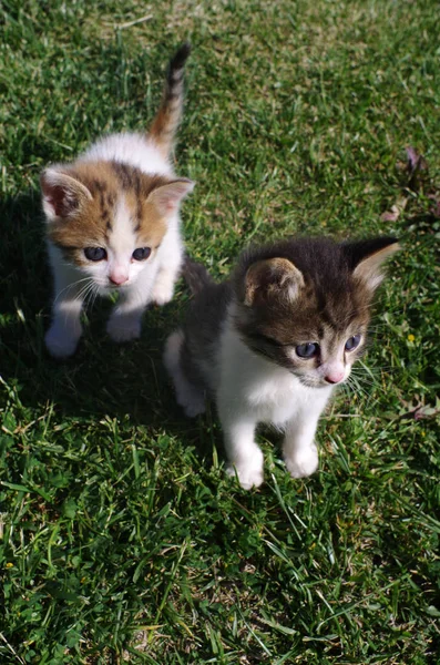 Dos pequeños gatos en la hierba del jardín . — Foto de Stock