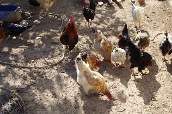 Traditional free range poultry farming.Chickens. — Stock Photo, Image
