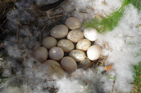 Αυγά πάπιας σε μια φωλιά στο έδαφος. — Φωτογραφία Αρχείου