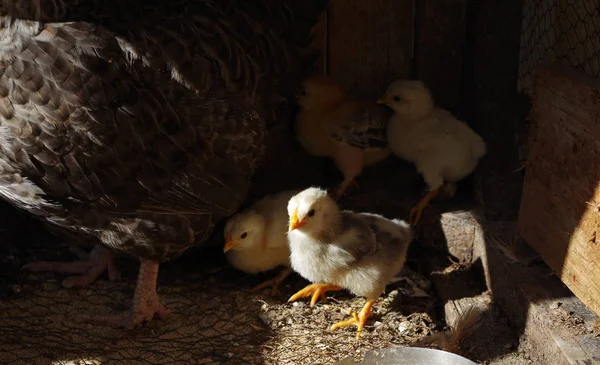 Beaucoup de petits poussins avec leur poulet maman dans une échelle à la a — Photo