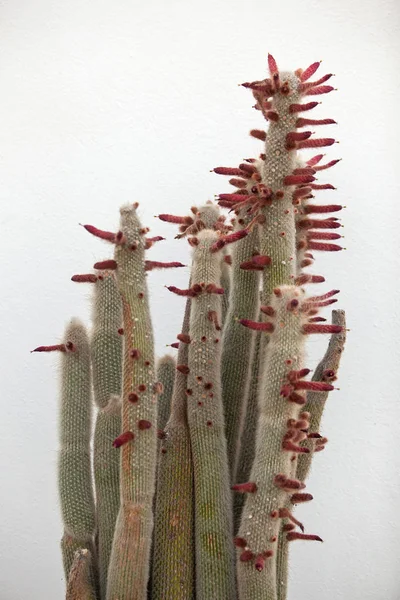Kaktus auf weißem Wandhintergrund. — Stockfoto