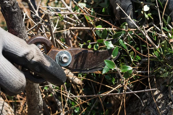 Hand in glove cutting plant with trimmer. — Stock Photo, Image