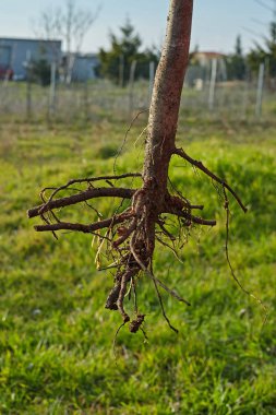 Ekime hazır ağaç köklerinin.