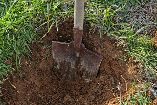Φτυάρι σκάβει μια τρύπα για φύτευση δένδρων. — Φωτογραφία Αρχείου