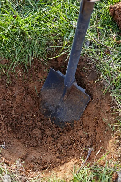 Лопата викопує яму для посадки дерев . — стокове фото
