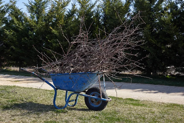 Ogrodowy wózek z gałęzi drzew, po przycięciu — Zdjęcie stockowe