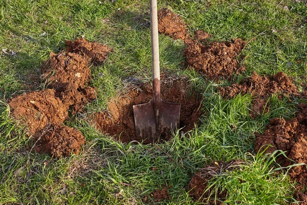 Shovel digs a hole for tree planting. — Stock Photo, Image