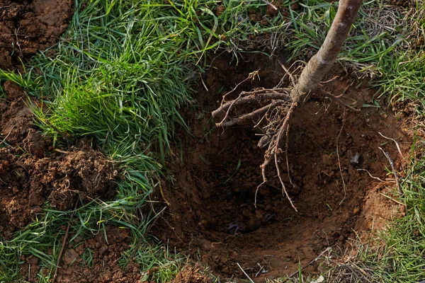 Raíces de árbol listas para plantar en un agujero . —  Fotos de Stock