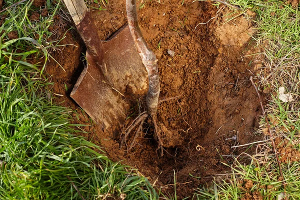 Una pala y raíces de árbol listo para plantar en un agujero . —  Fotos de Stock