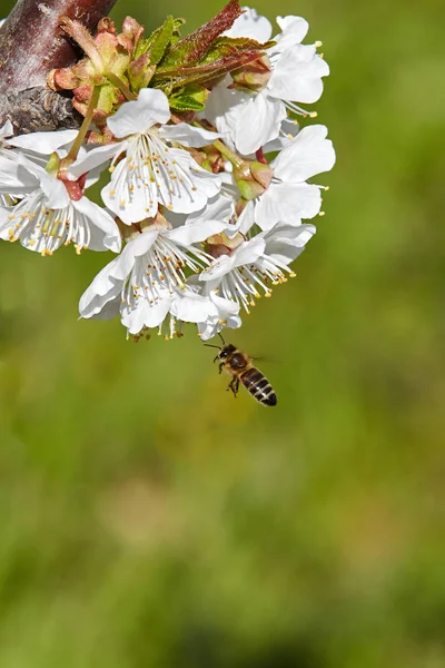 Kiraz ağacının beyaz çiçek arıya. — Stok fotoğraf