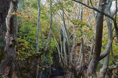  Sonbaharda düzlük ağaçlarının manzarası.