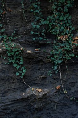  Siyah kayanın üzerindeki bitki sarmaşıklarının manzarası. Arkaplan. 