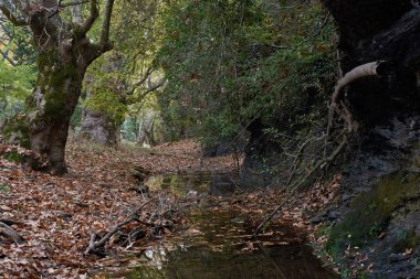  Kara kayaların, küçük nehirlerin ve uçak ağaçlarının manzarası.