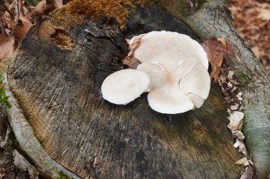 Ağaç gövdesinde beyaz mantar