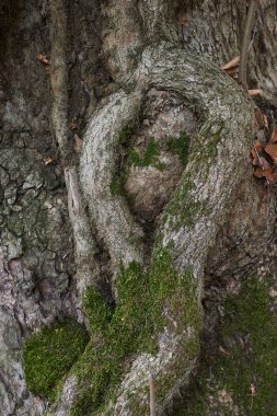 Bir uçak ağacının kökleri.