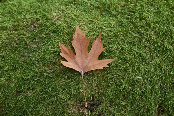 Płaski liść drzewa na mchu jako tło — Zdjęcie stockowe