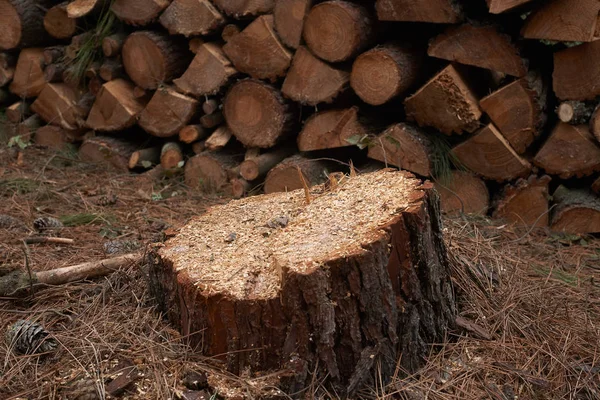 Καταγραφή. Κόψτε κορμό δέντρο και στοίβα κομμένα ξύλα σε ένα δάσος. — Φωτογραφία Αρχείου