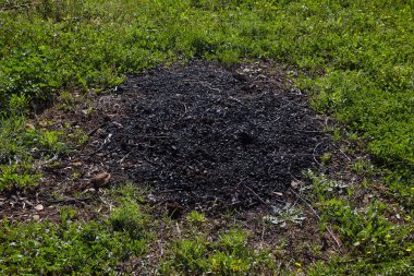 Tarlada yanmış dallar.