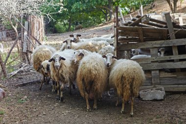 Ahırda birkaç koyun var.