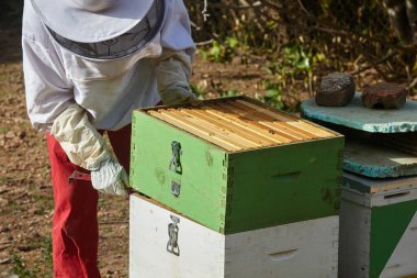 Arı yetiştiricisi arıda çalışıyor..
