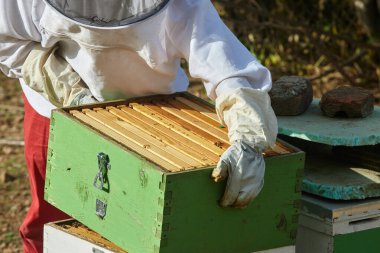 Arı yetiştiricisi arıda çalışıyor..
