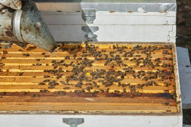 Arı içiciyi kullanan arıcı. 