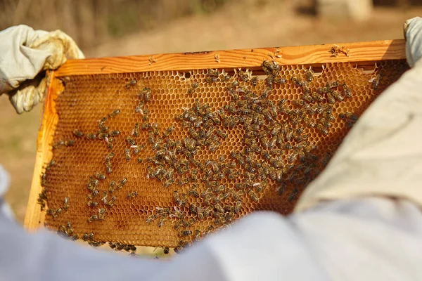 Пчеловод Держит Клетку Пчелами — стоковое фото