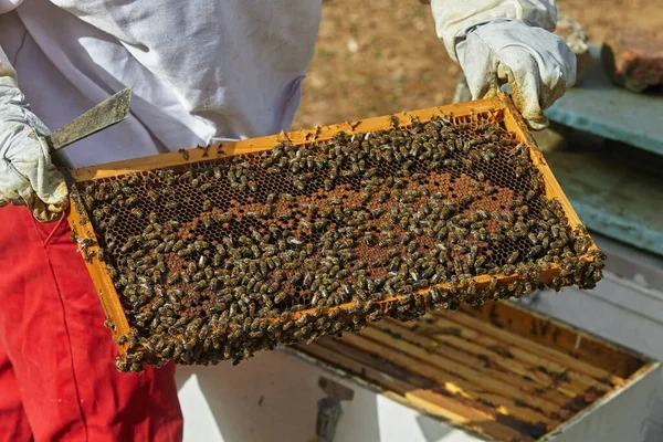 Včelař Drží Plástev Včelami Rukou — Stock fotografie