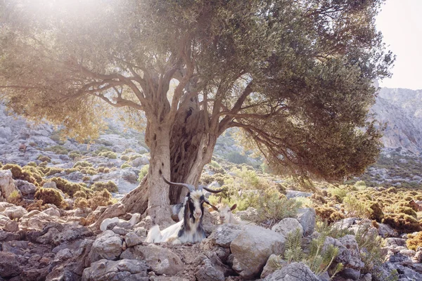 Dağlarda Kalimnos adası, Yunanistan dinlenme keçi — Stok fotoğraf