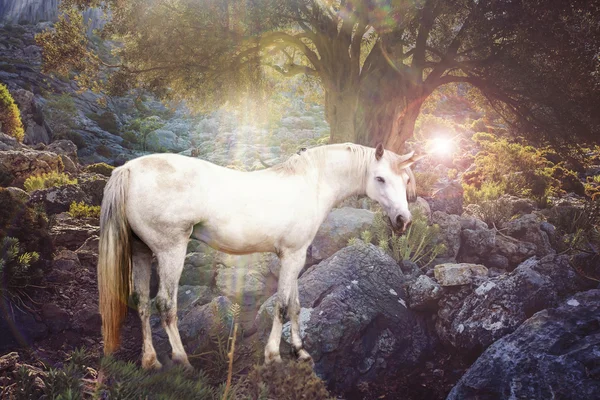 Licorne dans la nature — Photo