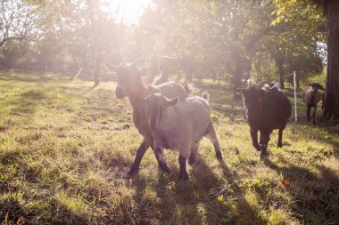 Yerli keçi günbatımı grupta otlatma