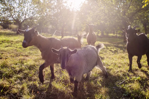 Caprinos domésticos pastando na fazenda por do sol — Fotografia de Stock