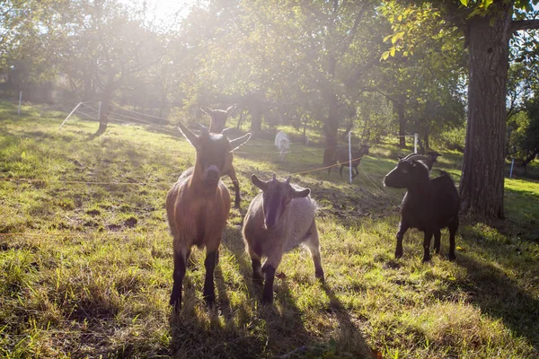 Pâturage des chèvres domestiques dans la ferme du coucher du soleil — Photo