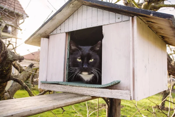 Cat in bird house