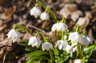 çiçek açan göl vernum, Bahar kar taneleri