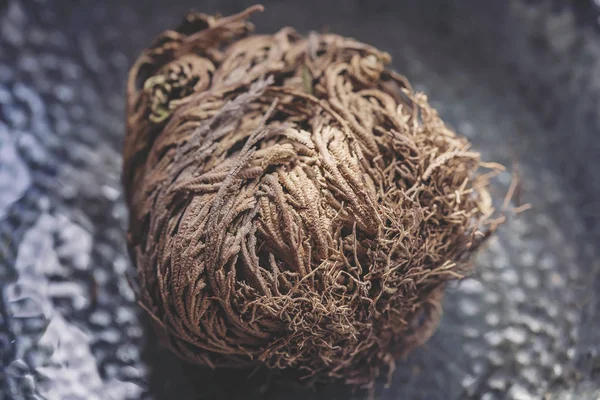 Dino bitki, Jericho, Selaginella lepidophylla gül