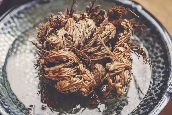 Dino bitki, Jericho, Selaginella lepidophylla gül
