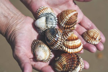 Deniz kabukları aşkın