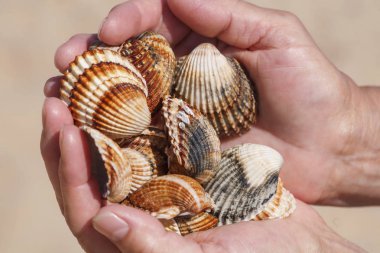 Deniz kabukları aşkın