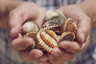 Deniz kabukları aşkın