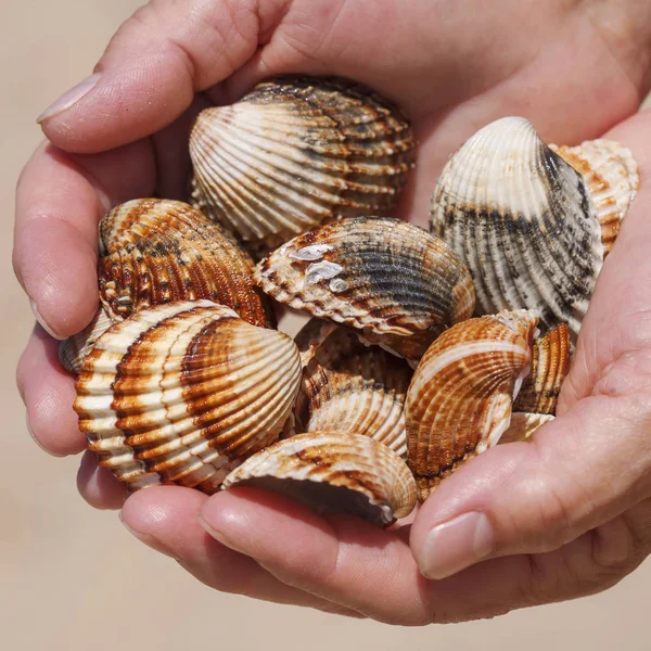 Deniz kabukları aşkın