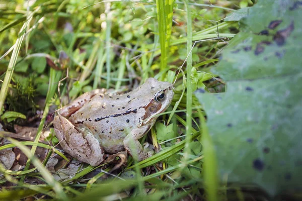 Коричневая лягушка во влажной траве леса — стоковое фото