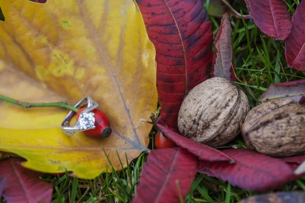 秋の庭の豪華なジュエリー — ストック写真